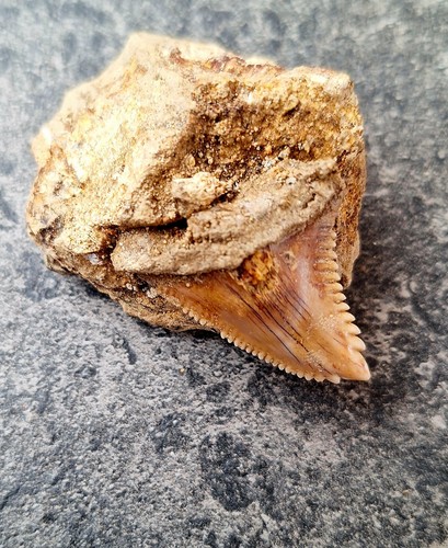 Denti dentali indo megalodonte - dentali,